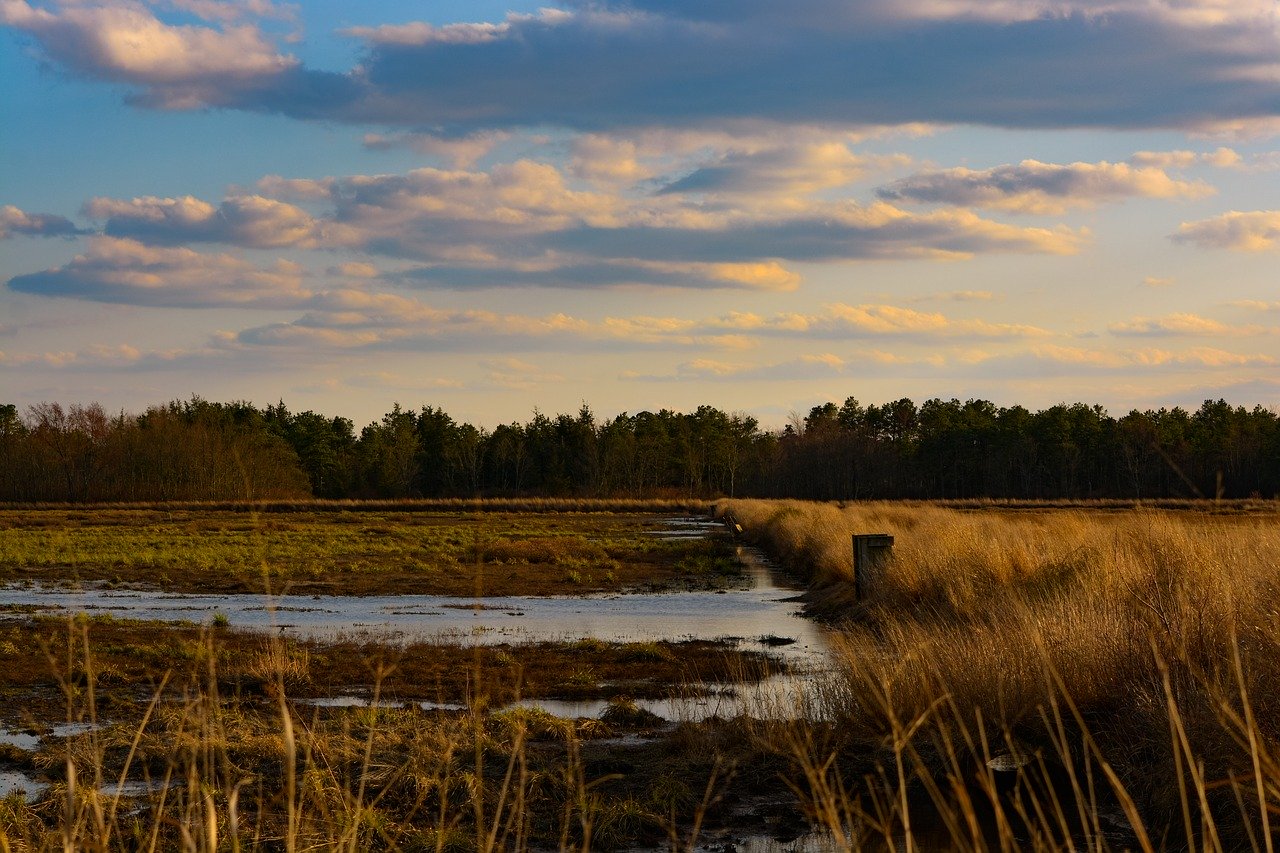 pine barrens